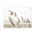 Picture of Beach Pampas _GroupedProduct_Rectangle_Landscape_Photography _GroupedProduct_Rectangle_Landscape_Unframed_Print_Only_