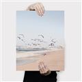 Picture of Beach Birds _GroupedProduct_Rectangle_Portrait_Photography _GroupedProduct_Rectangle_Portrait_Canvas_