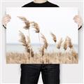 Picture of Beach Pampas _GroupedProduct_Rectangle_Landscape_Photography _GroupedProduct_Rectangle_Landscape_Canvas_