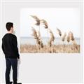 Picture of Beach Pampas _GroupedProduct_Rectangle_Landscape_Photography _GroupedProduct_Rectangle_Landscape_Canvas_