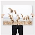 Picture of Beach Pampas _GroupedProduct_Rectangle_Landscape_Photography _GroupedProduct_Rectangle_Landscape_Canvas_