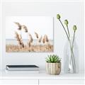 Picture of Beach Pampas _GroupedProduct_Rectangle_Landscape_Photography _GroupedProduct_Rectangle_Landscape_Canvas_