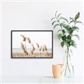 Picture of Beach Pampas _GroupedProduct_Rectangle_Landscape_Photography _GroupedProduct_Rectangle_Landscape_Canvas_Framed_
