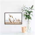 Picture of Beach Pampas _GroupedProduct_Rectangle_Landscape_Photography _GroupedProduct_Rectangle_Landscape_Canvas_Framed_