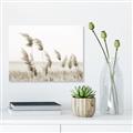 Picture of Beach Pampas _GroupedProduct_Rectangle_Landscape_Photography _GroupedProduct_Rectangle_Landscape_Unframed_Print_Only_