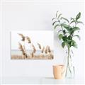 Picture of Beach Pampas _GroupedProduct_Rectangle_Landscape_Photography _GroupedProduct_Rectangle_Landscape_Unframed_Print_Only_