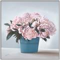 Picture of Pink Roses _GroupedProduct_Square_Canvas_Framed_