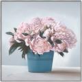 Picture of Pink Roses _GroupedProduct_Square_Canvas_Framed_