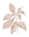 Picture of Neutral Watercolour Botanical I _GroupedProduct_Rectangle_Portrait_Unframed_Print_Only_