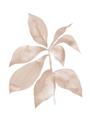 Picture of Neutral Watercolour Botanical I _GroupedProduct_Rectangle_Portrait_Unframed_Print_Only_