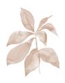 Picture of Neutral Watercolour Botanical I _GroupedProduct_Rectangle_Portrait_Unframed_Print_Only_