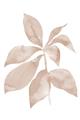 Picture of Neutral Watercolour Botanical I _GroupedProduct_Rectangle_Portrait_Unframed_Print_Only_