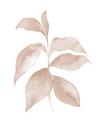 Picture of Neutral Watercolour Botanical II _GroupedProduct_Rectangle_Portrait_Unframed_Print_Only_