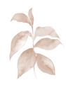 Picture of Neutral Watercolour Botanical II _GroupedProduct_Rectangle_Portrait_Unframed_Print_Only_