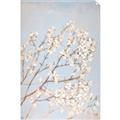 Picture of Cotton flowers _GroupedProduct_Rectangle_Portrait_Unframed_Print_Only_