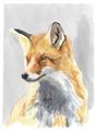 Picture of Red Fox I _GroupedProduct_Rectangle_Portrait_Unframed_Print_Only_