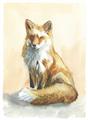 Picture of Red Fox II _GroupedProduct_Rectangle_Portrait_Unframed_Print_Only_