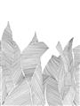 Picture of Leafy Lines I _GroupedProduct_Rectangle_Portrait_Unframed_Print_Only_