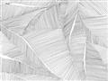 Picture of Leafy Lines III _GroupedProduct_Rectangle_Landscape_Unframed_Print_Only_