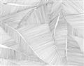 Picture of Leafy Lines III _GroupedProduct_Rectangle_Landscape_Unframed_Print_Only_