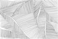 Picture of Leafy Lines III _GroupedProduct_Rectangle_Landscape_Unframed_Print_Only_
