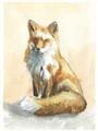 Picture of Red Fox II _GroupedProduct_Rectangle_Portrait_Unframed_Print_Only_