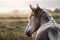 Picture of Horse & the Horizon _GroupedProduct_Rectangle_Landscape_Photography _GroupedProduct_Rectangle_Landscape_Unframed_Print_Only_