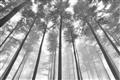 Picture of Sky High Trees _GroupedProduct_Rectangle_Landscape_Photography _GroupedProduct_Rectangle_Landscape_Unframed_Print_Only_