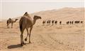 Picture of Camel Walk _GroupedProduct_Rectangle_Landscape_Photography _GroupedProduct_Rectangle_Landscape_Unframed_Print_Only_