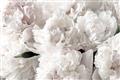 Picture of Fluffy Florals _GroupedProduct_Rectangle_Landscape_Photography _GroupedProduct_Rectangle_Landscape_Unframed_Print_Only_