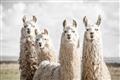Picture of Llama Fam _GroupedProduct_Rectangle_Landscape_Photography _GroupedProduct_Rectangle_Landscape_Unframed_Print_Only_