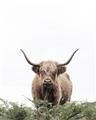 Picture of Cow on the Range _GroupedProduct_Rectangle_Portrait_Photography _GroupedProduct_Rectangle_Portrait_Unframed_Print_Only_