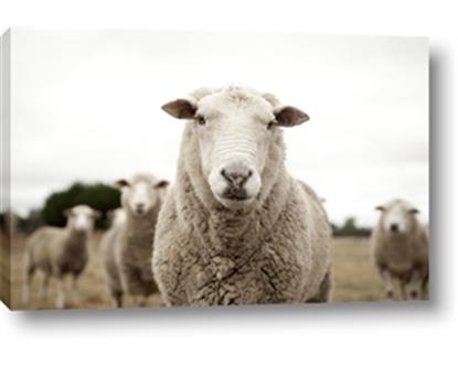 Picture of Sheepily