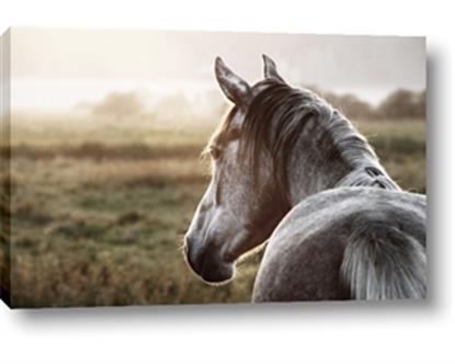 Picture of Horse & the Horizon