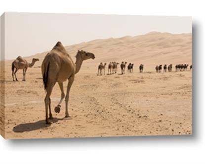 Picture of Camel Walk