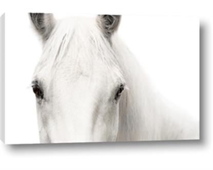 Picture of White horse