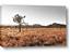 Picture of One Tree