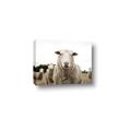 Picture of Sheepily _GroupedProduct_Rectangle_Landscape_Photography _GroupedProduct_Rectangle_Landscape_Canvas_