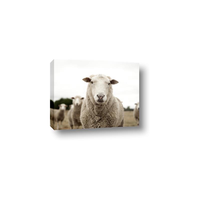 Picture of Sheepily _GroupedProduct_Rectangle_Landscape_Photography _GroupedProduct_Rectangle_Landscape_Canvas_