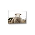 Picture of Sheepily _GroupedProduct_Rectangle_Landscape_Photography _GroupedProduct_Rectangle_Landscape_Canvas_