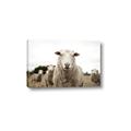 Picture of Sheepily _GroupedProduct_Rectangle_Landscape_Photography _GroupedProduct_Rectangle_Landscape_Canvas_