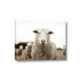 Picture of Sheepily _GroupedProduct_Rectangle_Landscape_Photography _GroupedProduct_Rectangle_Landscape_Canvas_