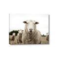 Picture of Sheepily _GroupedProduct_Rectangle_Landscape_Photography _GroupedProduct_Rectangle_Landscape_Canvas_