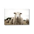 Picture of Sheepily _GroupedProduct_Rectangle_Landscape_Photography _GroupedProduct_Rectangle_Landscape_Canvas_