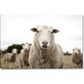 Picture of Sheepily _GroupedProduct_Rectangle_Landscape_Photography _GroupedProduct_Rectangle_Landscape_Canvas_