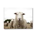 Picture of Sheepily _GroupedProduct_Rectangle_Landscape_Photography _GroupedProduct_Rectangle_Landscape_Canvas_