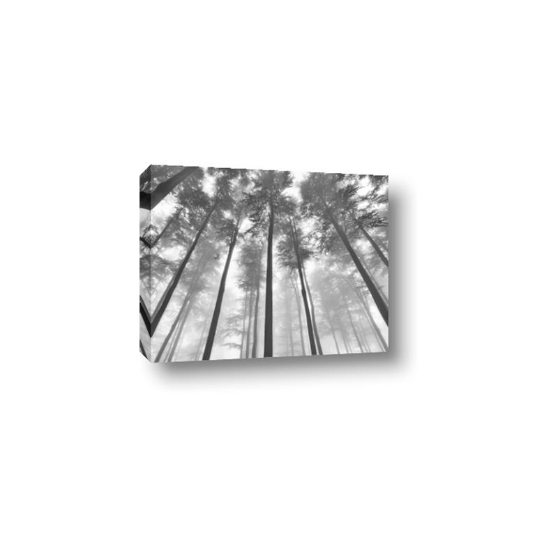 Picture of Sky High Trees _GroupedProduct_Rectangle_Landscape_Photography _GroupedProduct_Rectangle_Landscape_Canvas_