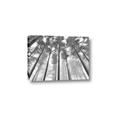 Picture of Sky High Trees _GroupedProduct_Rectangle_Landscape_Photography _GroupedProduct_Rectangle_Landscape_Canvas_