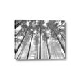 Picture of Sky High Trees _GroupedProduct_Rectangle_Landscape_Photography _GroupedProduct_Rectangle_Landscape_Canvas_