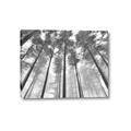 Picture of Sky High Trees _GroupedProduct_Rectangle_Landscape_Photography _GroupedProduct_Rectangle_Landscape_Canvas_